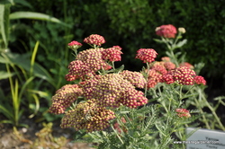 Achillea 'Paprika' — photo 2